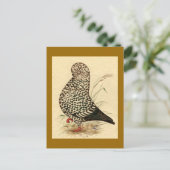 Tumbler Pigeon LFCL Splash Briefkaart (Staand voorkant)