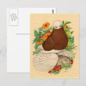 Tumbler Pigeon Red Bald Muffed Briefkaart (Voorkant / Achterkant)