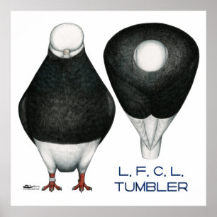 Tumbler Pigeon Standaard Zwart Kaal Poster