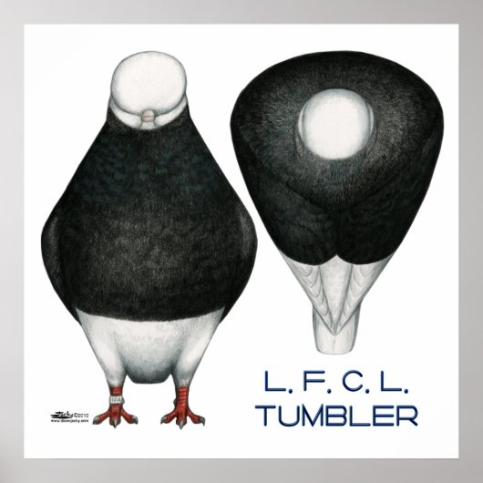 Tumbler Pigeon Standaard Zwart Kaal Poster (Voorkant)