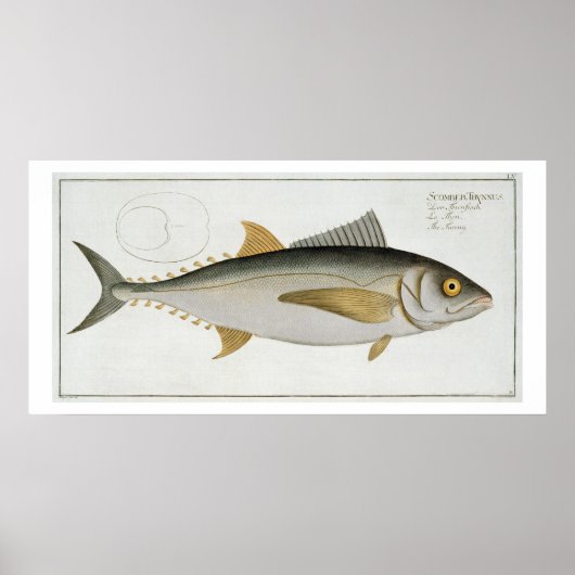 Tuna (Scomber Thynnus) bord LV uit Ichthyologie Poster (Voorkant)