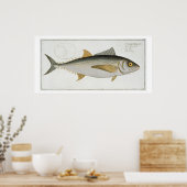 Tuna (Scomber Thynnus) bord LV uit Ichthyologie Poster (Keuken)