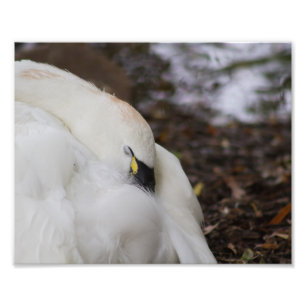 Tundra Swan die een nap fotografie afdrukt Foto Afdruk