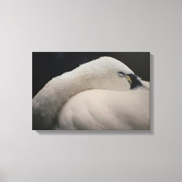 Tundra Swan sleeping Stretched Canvas Print