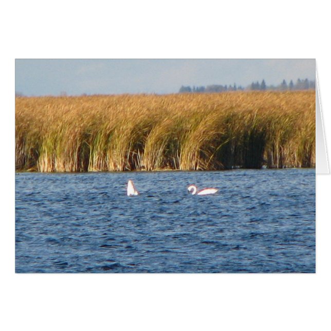 Tundra Swans (Voorkant Horizontaal)