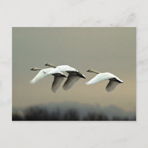 Tundra Swans Briefkaart