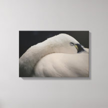 Tundra Zwaan slapende Canvasprint