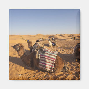 Tunesië, Ksour Area, Ksar Ghilane, Grand Erg 3 Magneet