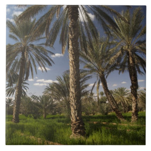 Tunesië, Ksour gebied, Ksar Ghilane, dadelpalm Tegeltje