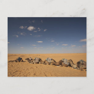 Tunesië, Ksour-regio, Ksar Ghilane, Grand Erg 2 Briefkaart