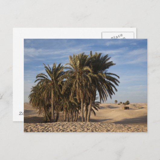 Tunesië, Sahara, Douz, Great Dune, palm Briefkaart (Voorkant / Achterkant)