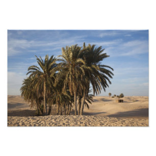 Tunesië, Sahara, Douz, Great Dune, palm Foto Afdruk
