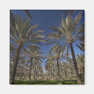 Tunesië, Sahara, Douz, Zone Touristique, 2 Magneet