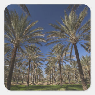 Tunesië, Sahara, Douz, Zone Touristique, 2 Vierkante Sticker