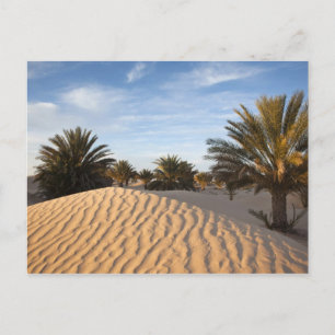 Tunesië, Saharawoestijn, Douz, Grote Duin, palm 2 Briefkaart
