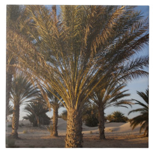 Tunesië, Saharawoestijn, Douz, Grote Duin, palm Tegeltje