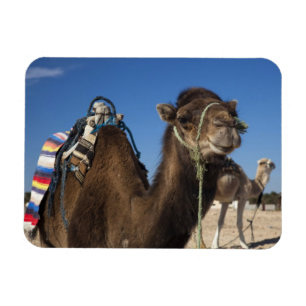 Tunesië, Saharawoestijn, Douz, Zone Touristique, Magneet