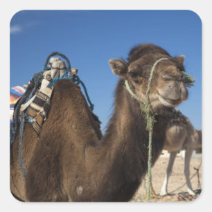 Tunesië, Saharawoestijn, Douz, Zone Touristique, Vierkante Sticker