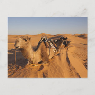 Tunisia, Ksour Area, Ksar Ghilane, Grand Erg 5 Briefkaart