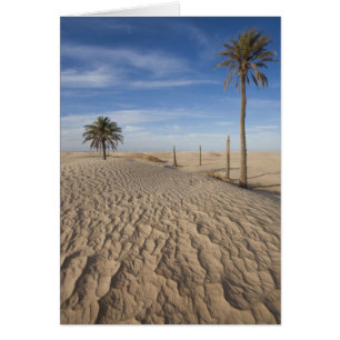 Tunisie, désert du Sahara, Douz, Grande Dune, aube