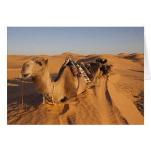 Tunisie, région des Ksour, Ksar Ghilane, Grand Erg