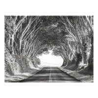 Tunnel d'arbres Photographie Kauai Noir et Blanc