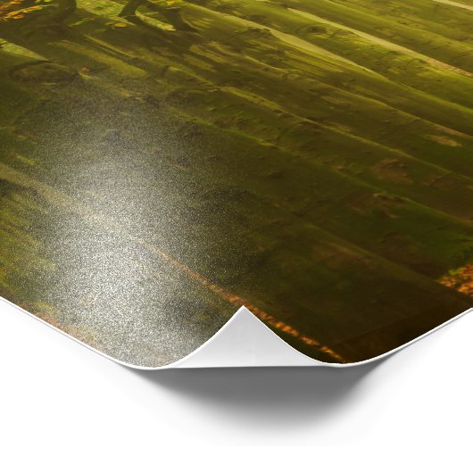 Tunnel de lumière dans la forêt photo imprimer (Coin)