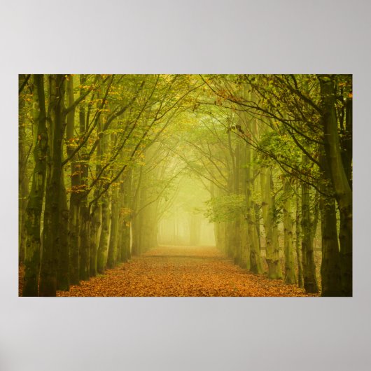Tunnel van licht in het bos poster (Voorkant)