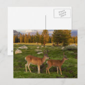 Tuolumne Meadow, Yosemite Briefkaart (Voorkant / Achterkant)