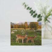 Tuolumne Meadow, Yosemite Briefkaart (Staand voorkant)