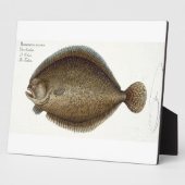 Turbot (Pleuronectes Maximus) bord XLIX uit 'Ich' Fotoplaat (Zijkant)