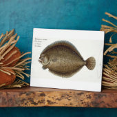 Turbot (Pleuronectes Maximus) bord XLIX uit 'Ich' Fotoplaat (Zijkant)