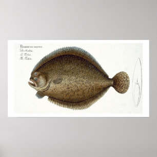 Turbot (Pleuronectes Maximus) bord XLIX uit 'Ich' Poster