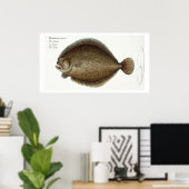 Turbot (Pleuronectes Maximus) bord XLIX uit 'Ich' Poster (Thuiskantoor)