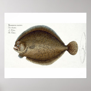 Turbot (Pleuronectes Maximus) bord XLIX uit 'Ich' Poster