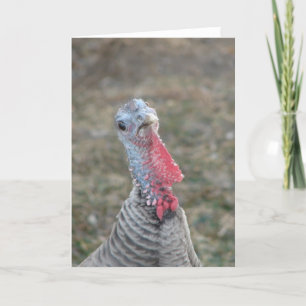 Turk, Turk, de kalkoenkip Kaart
