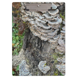 "Turkey Tail Mushrooms" Klembord