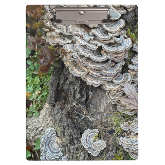 "Turkey Tail Mushrooms" Klembord (Voorkant)