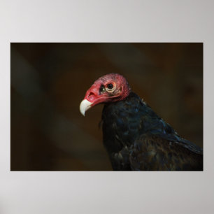 Turkey Vulture Poster