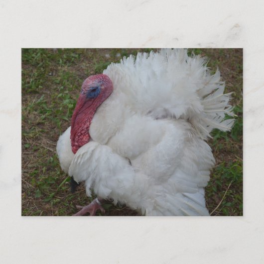 Turkije Briefkaart (Voorkant)