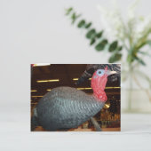 Turkije Decoy Briefkaart (Staand voorkant)