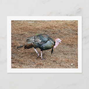 Turkije Foto Briefkaart