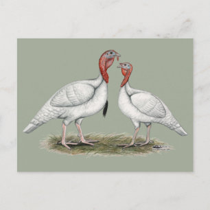 Turkije Mini Whites Briefkaart