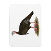 Turkije: Oost-wilde Tom Magneet (Verticaal)