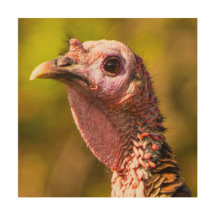 Turkije - Sluiting van de muur