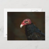 Turkije Vulture Briefkaart (Voorkant / Achterkant)