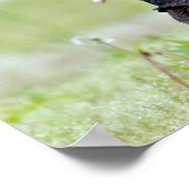 Turkije Vultures Poster (Hoek)