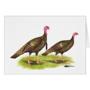 Turkije: Wild Bronze