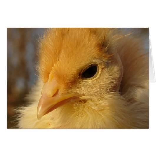 Turkin Chick (Devant horizontal)