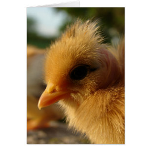 Turkin Chick